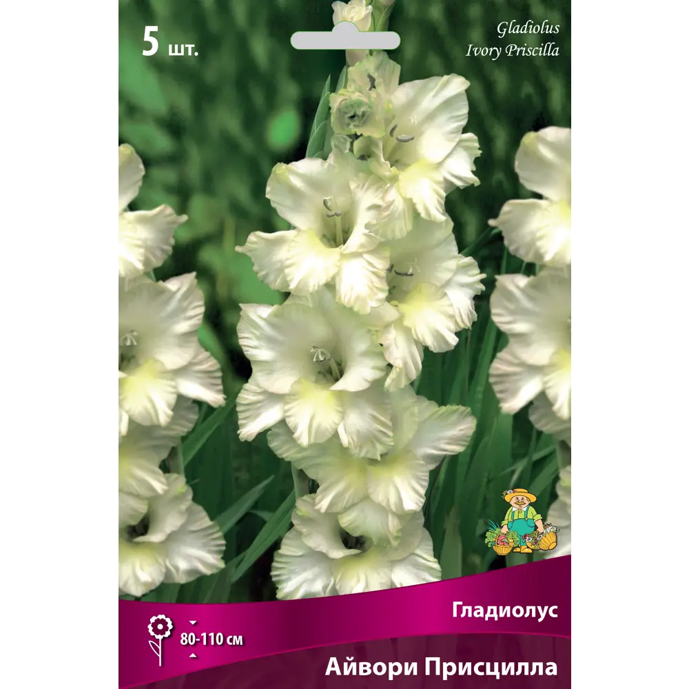 Гладиолус крупноцветковый «Айвори Присцилла» 82530149 STLM-2053017 ПОИСК 