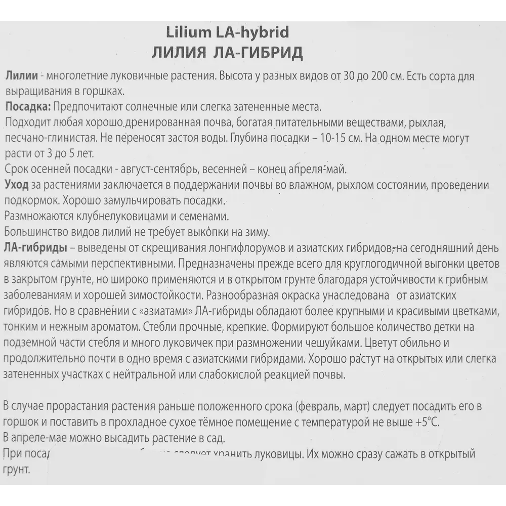Лилия ла-гибрид Блэкберн 85205750 STLM-2140224 ПОИСК  - Вид №2
