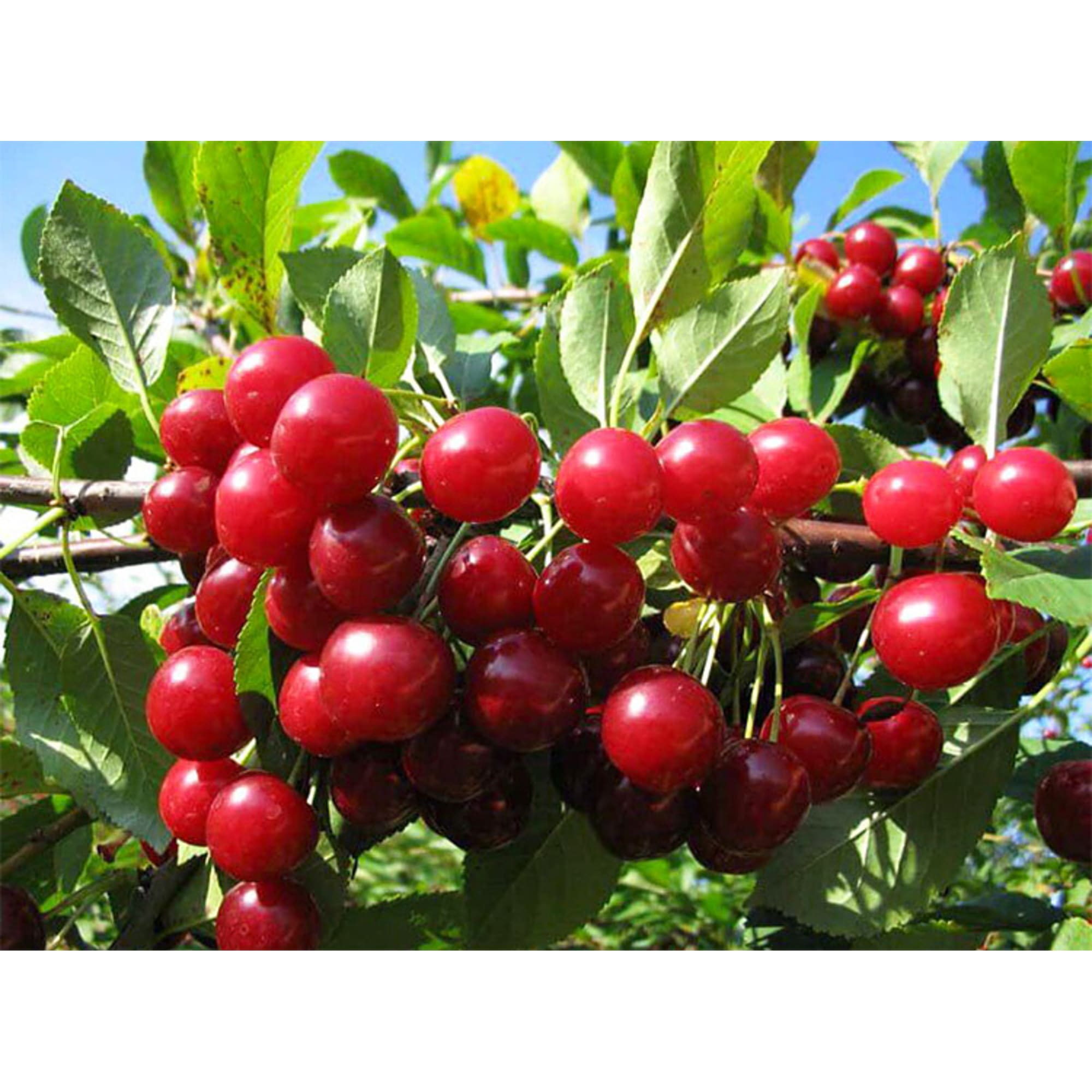 82596939 Вишня «Любская» C4 высота 140 см Santreyd 