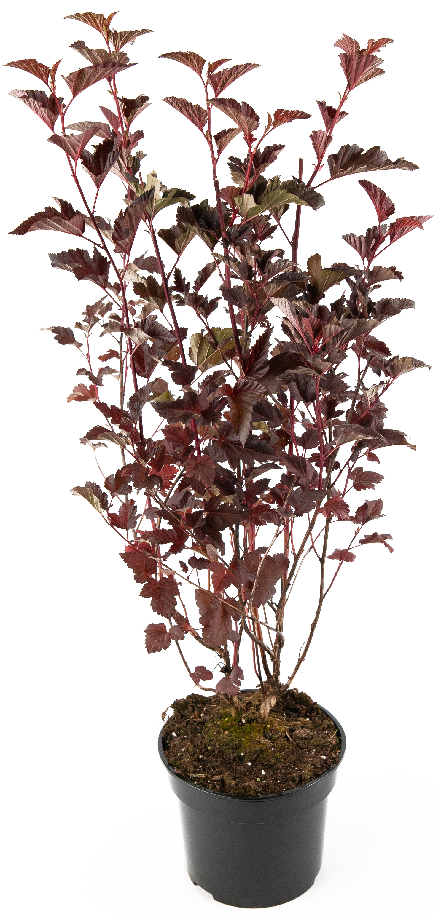 Пузыреплодник Andre Santreyd - декоративный кустарник с ажурной листвой 85292572 STLM-0060900 - Вид №2