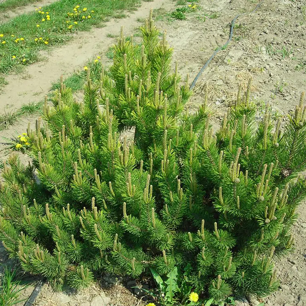 Сосна горная Мугус 17х20-25 см 18382844 STLM-2155018 Santreyd  - Вид №1
