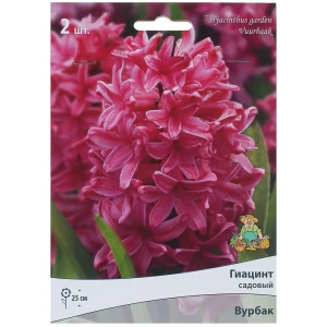 Гиацинт «Вурбак», высота 30 см, 2 шт. 82000165 STLM-2065703