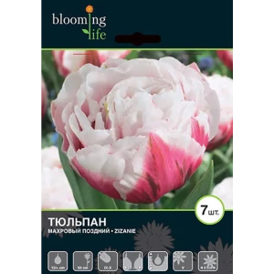 Тюльпан поздний «Зизани», диаметр луковицы 40-45 мм, 7 шт. 82012404 STLM-2127199