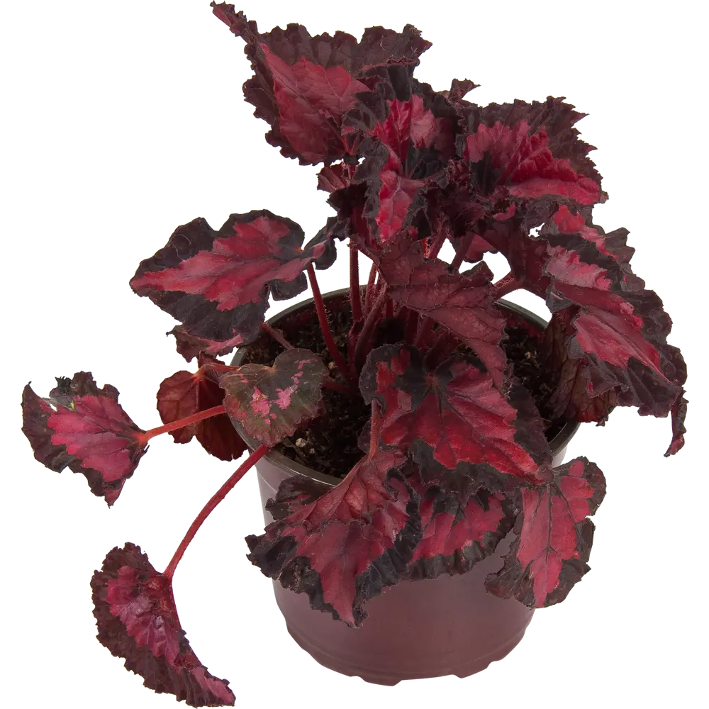 Santreyd Бегония рекс — декоративное растение с роскошной листвой 83248016 STLM-0039912