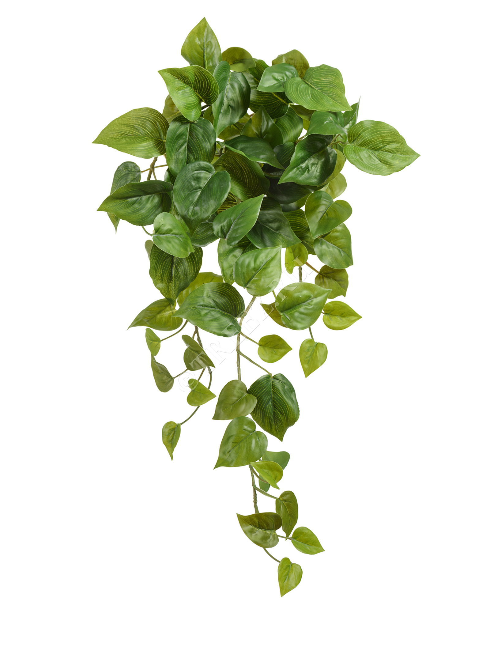 20.05200265N-S Филодендрон Сканденс ампельный Цветочная коллекция  - Вид №4