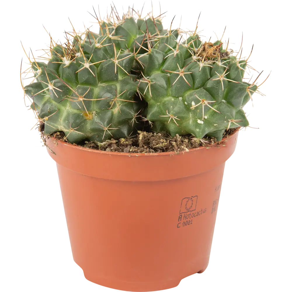 Santreyd Кактус Рок микс — живой декор для интерьера 85062778 STLM-0058112