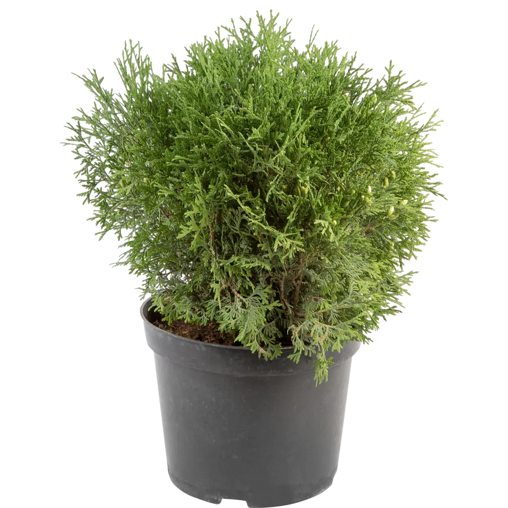 Туя западная «Литл Гиант» C7.5 ГАВРИШ STLM-2201745