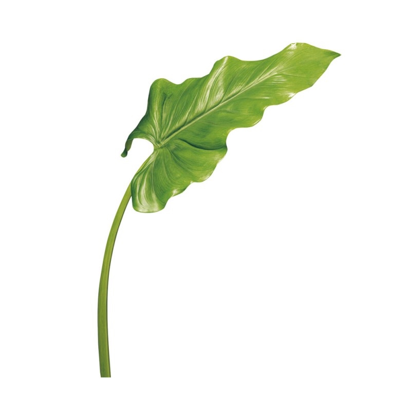 L24X6 Зеленый лист Adriani e Rossi Зеленый  - Вид №1