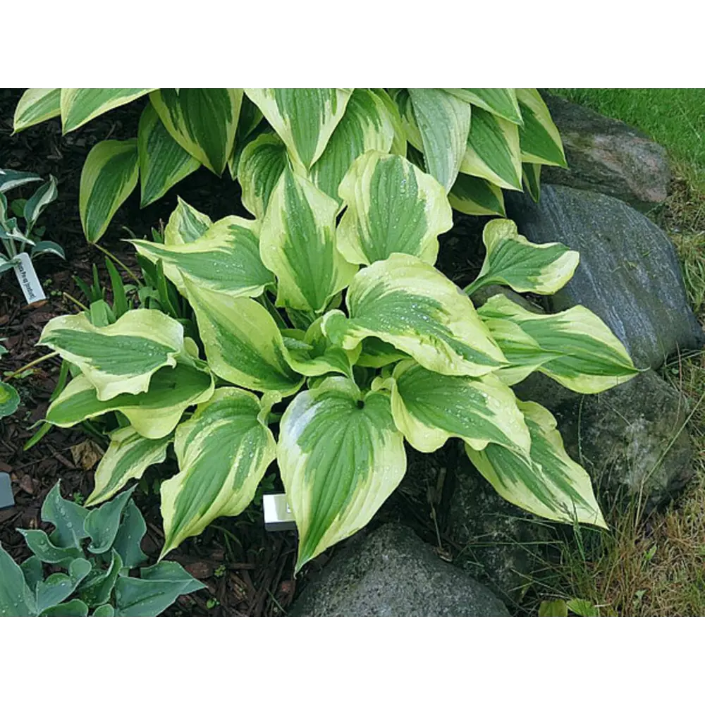 Хоста Силк Роад луковицы 1 Santreyd STLM-2208994