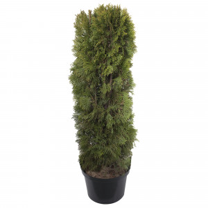 17859145 Туя западная «Смарагд», 100-120 см, С20