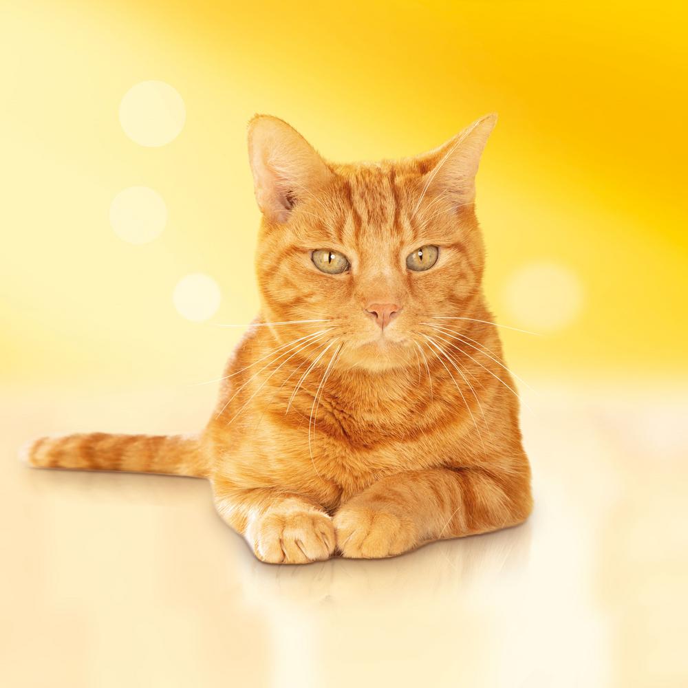 Т00007818 Корм для кошек кролик, овощи сух. 400 г Friskies  - Вид №10