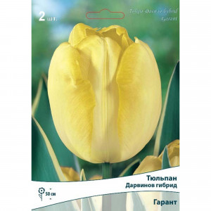82663355 Тюльпан Дарвинов гибрид «Гарант» размер луковицы 10/11, 2 шт.