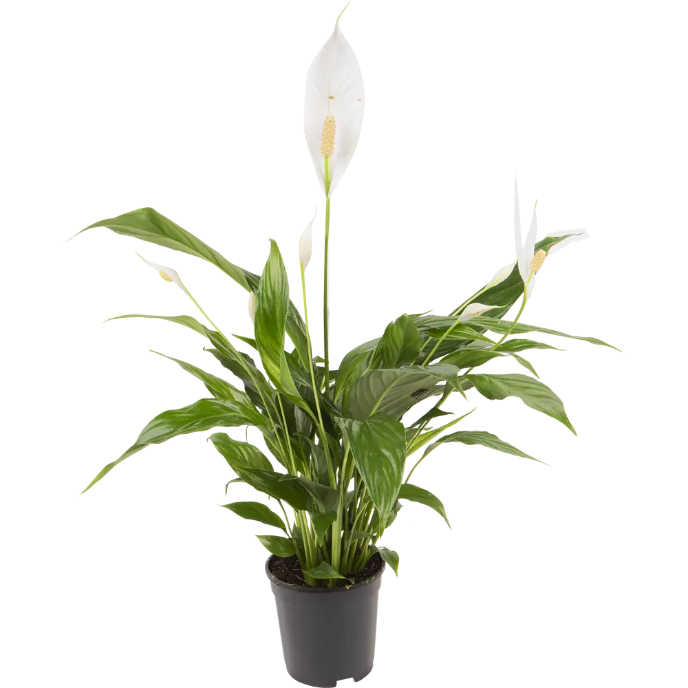 Спатифиллум Св.Романо 13x60 см 15504800 STLM-2118694 Santreyd 