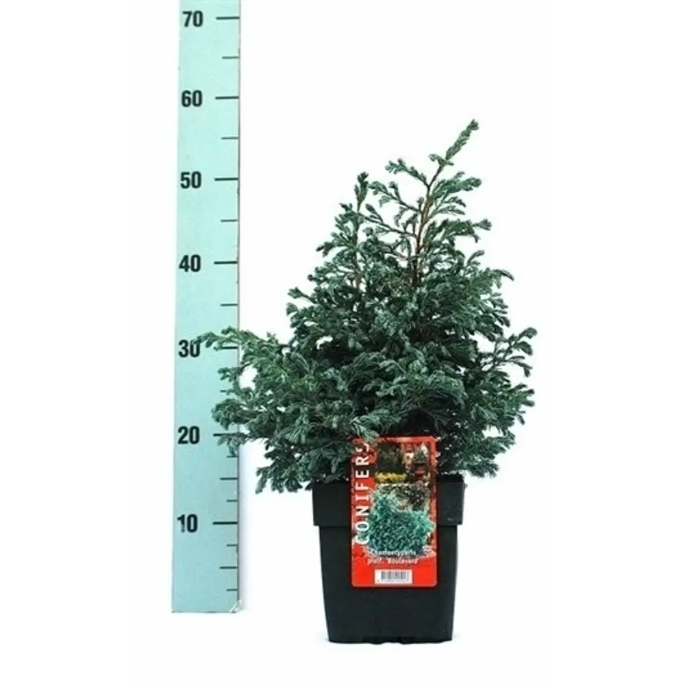 Кипарисовик горохоплодный Бульвар ø17 h40 см 85573394 STLM-2069651 Santreyd 