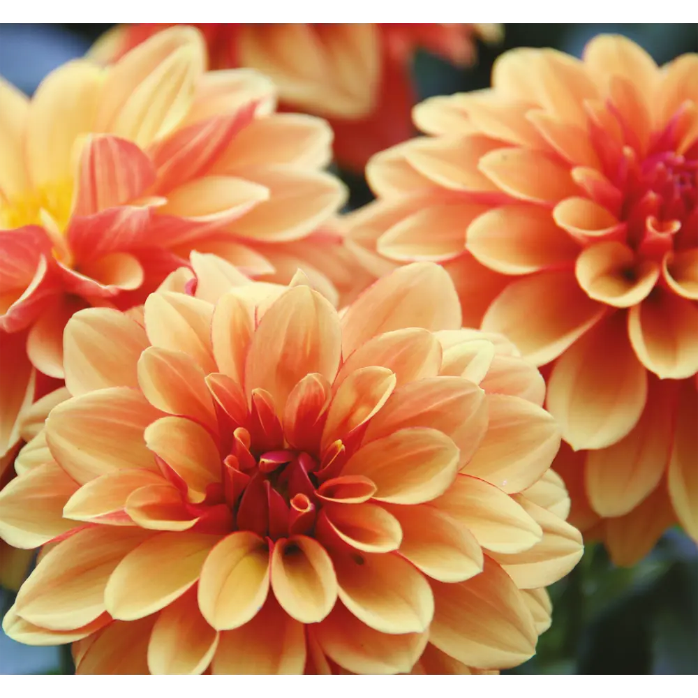 Фотообои 3D Flizart «Оранжевые георгины», флизелиновые, 300x280 см FBRUSH STLM-2158105