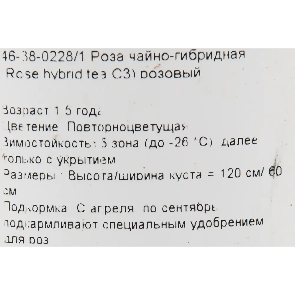 Роза чайно-гибридная розовая 15x55 см PLANTMARKET STLM-2012352 - Вид №1