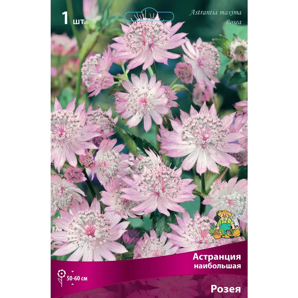 Астранция наибольшая Розея 89351853 STLM-2016774 ПОИСК 
