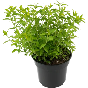 Спирея японская Albiflora - белоснежная цветущая рассада для сада 84841647