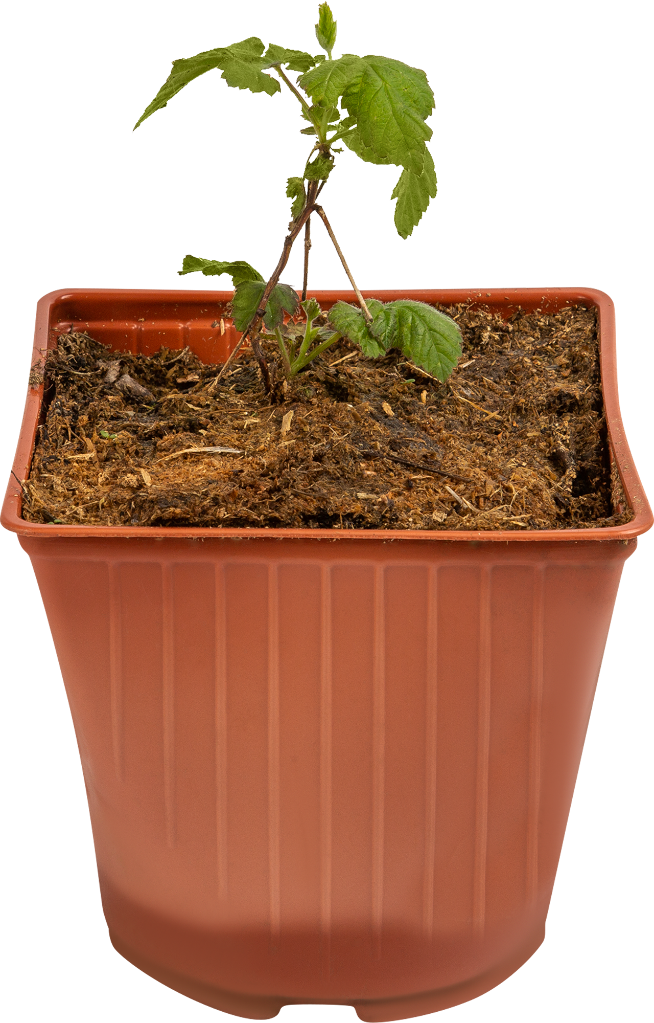 Ежемалина С1 Santreyd - гибридный саженец с двойным вкусом 18321321 STLM-0010266 - Вид №1