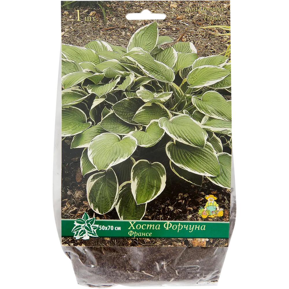 Хоста Форчуна «Франсе», 1 шт Santreyd STLM-2164367