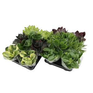 Santreyd Пеперомия микс - вечнозеленый тропический многолетник 87819656