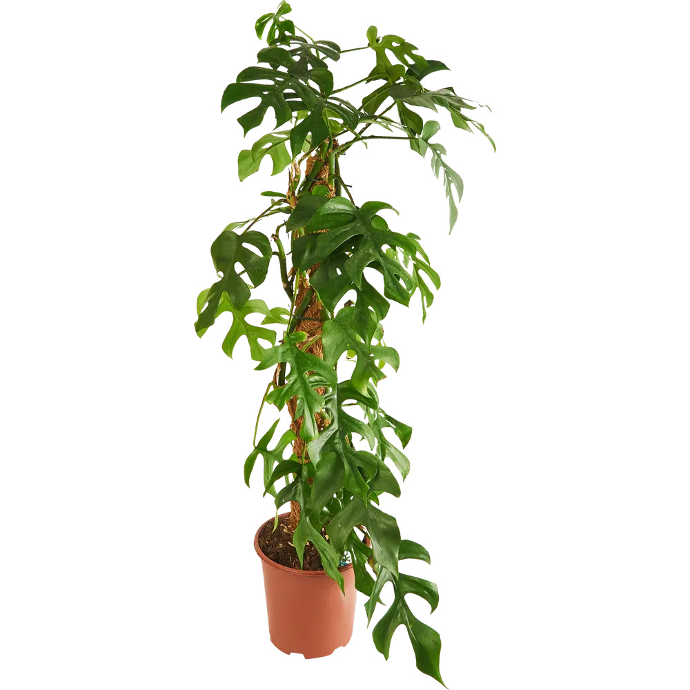 Santreyd Монстера Минима — тропическое растение с резными листьями на опоре 85324956 STLM-0061521