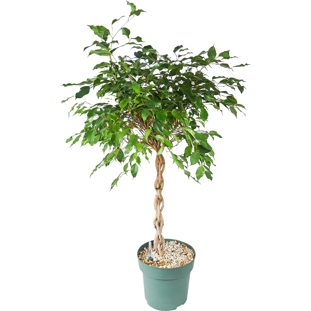 Фикус Бенжамина Росток от Santreyd — живая элегантность для вашего интерьера 84586920 STLM-0052395