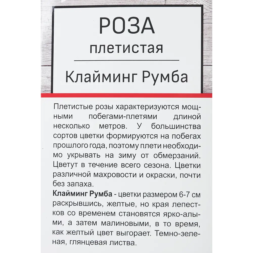 Роза плетистая Клайминг Румба h100 см 86543286 STLM-2120621 Santreyd  - Вид №2