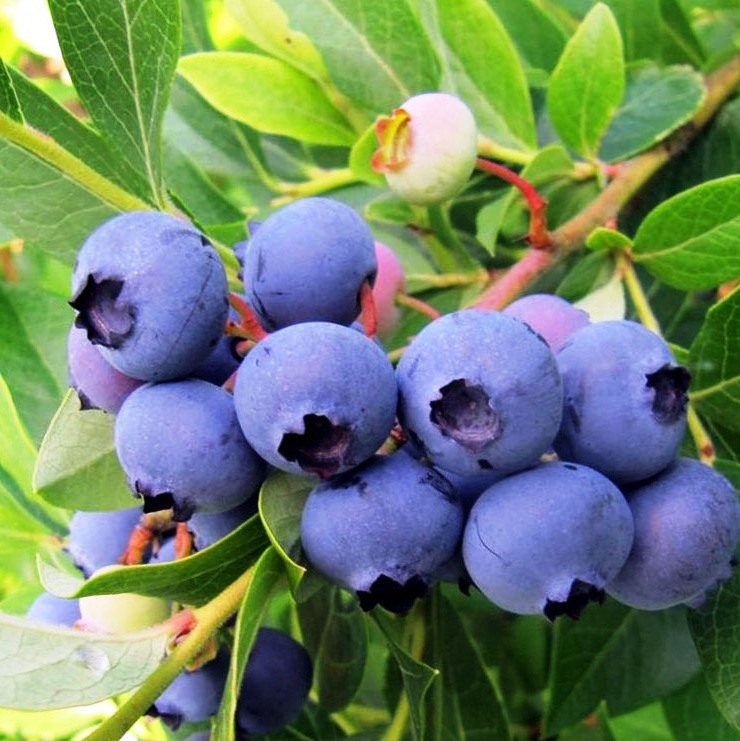 Саженец голубики Патриот в горшке 85607967 Santreyd STLM-0064574