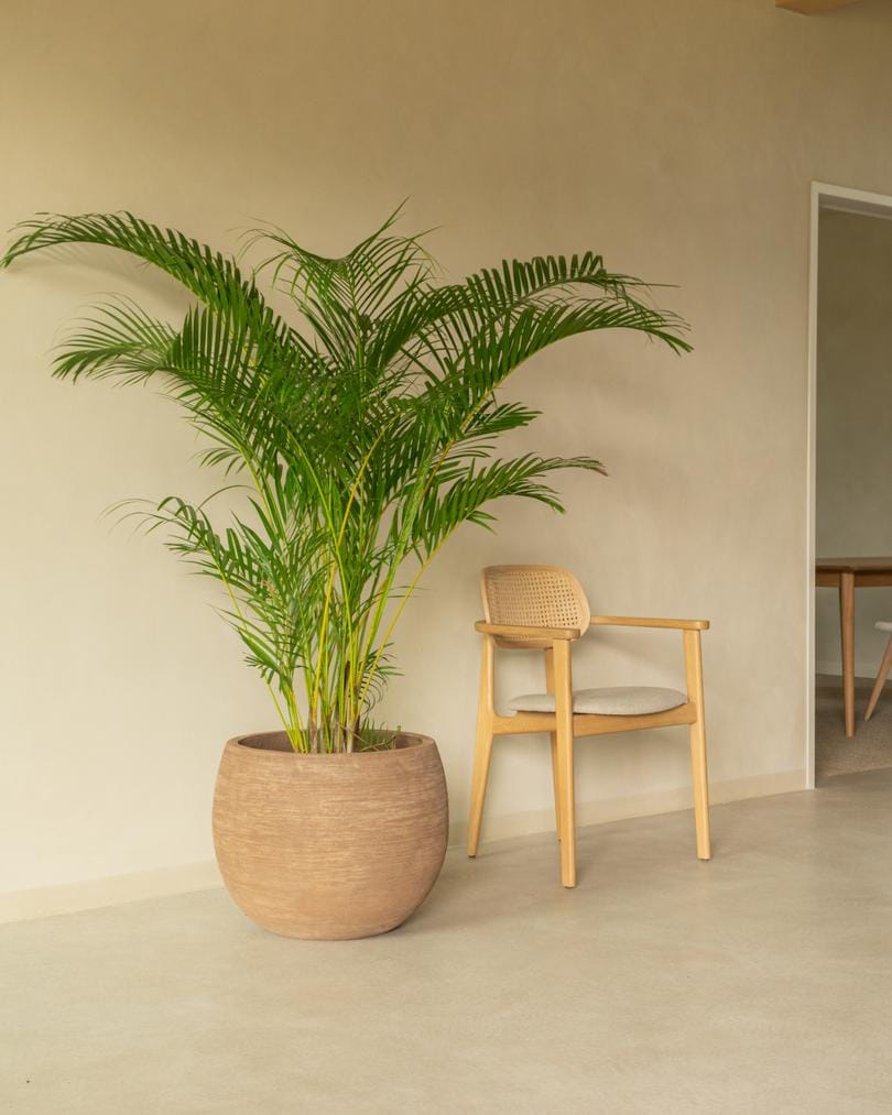 Дубовый стул с подлокотниками и мягким сиденьем Vincent sheppard Titus ARCH-00146418 - Вид №4