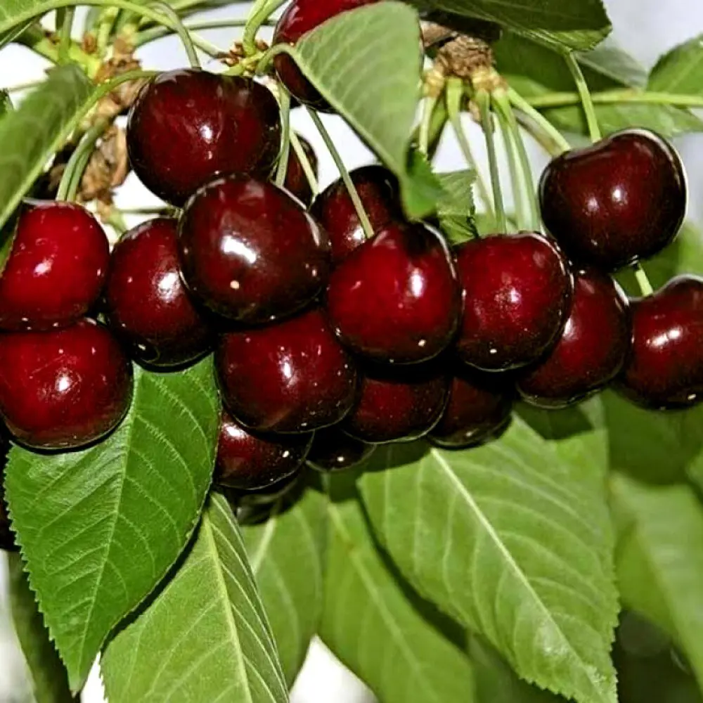 Черешня крупноплодная в тубе 82539578 STLM-2114821 BOTANIC COLLECTION 