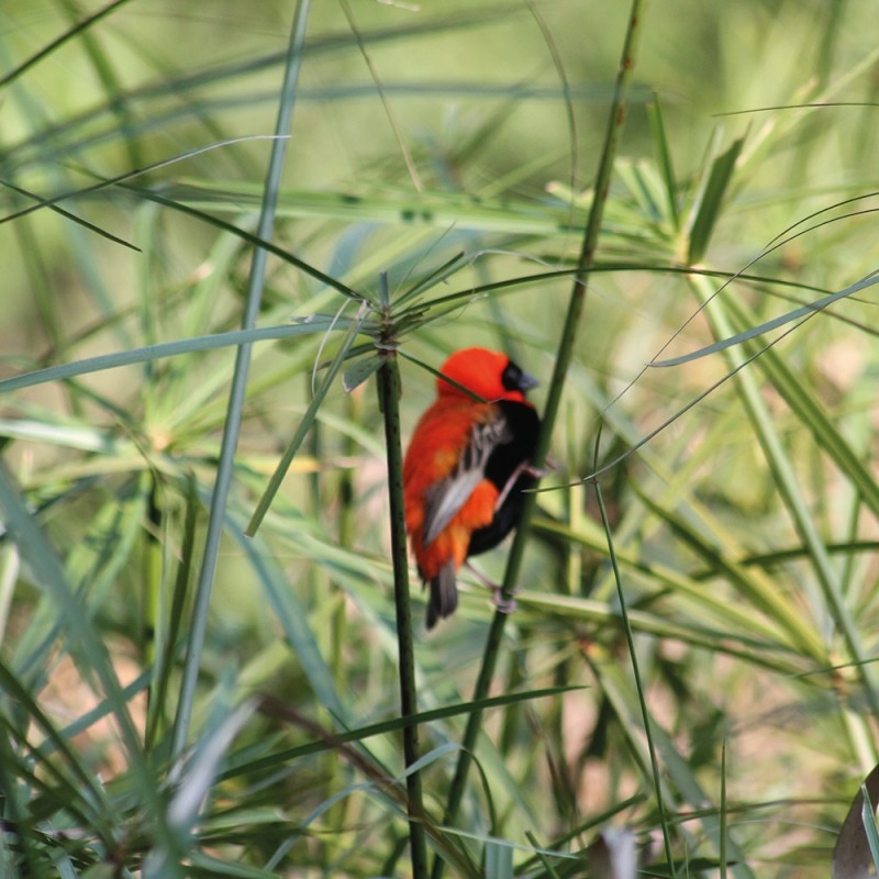 1298/CX38 Картина 1218 Adriani e Rossi  - Вид №1