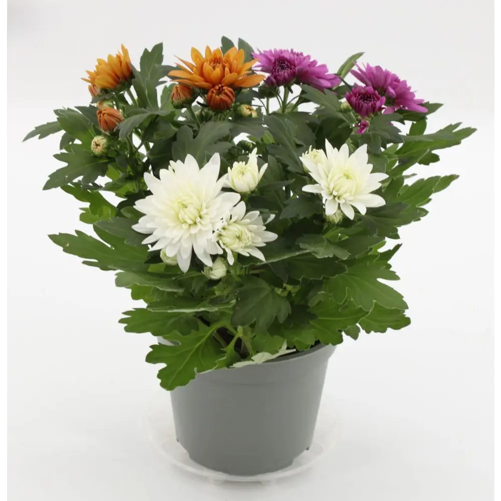 Хризантема Карнавал - комнатное декоративно-лиственное растение ø12 см 89441698 Santreyd STLM-1584943