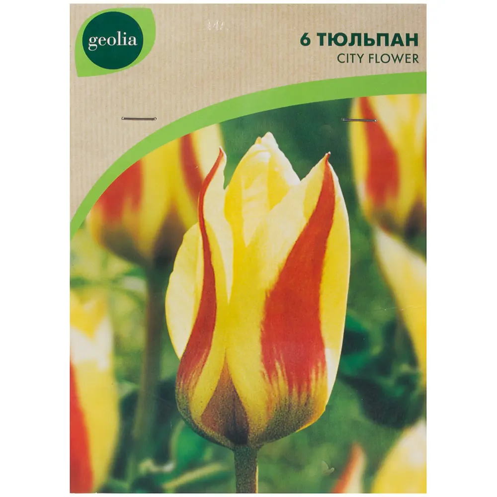 Тюльпан City Flower GEOLIA 11/12 (6/36) STLM-2022511 - Вид №1