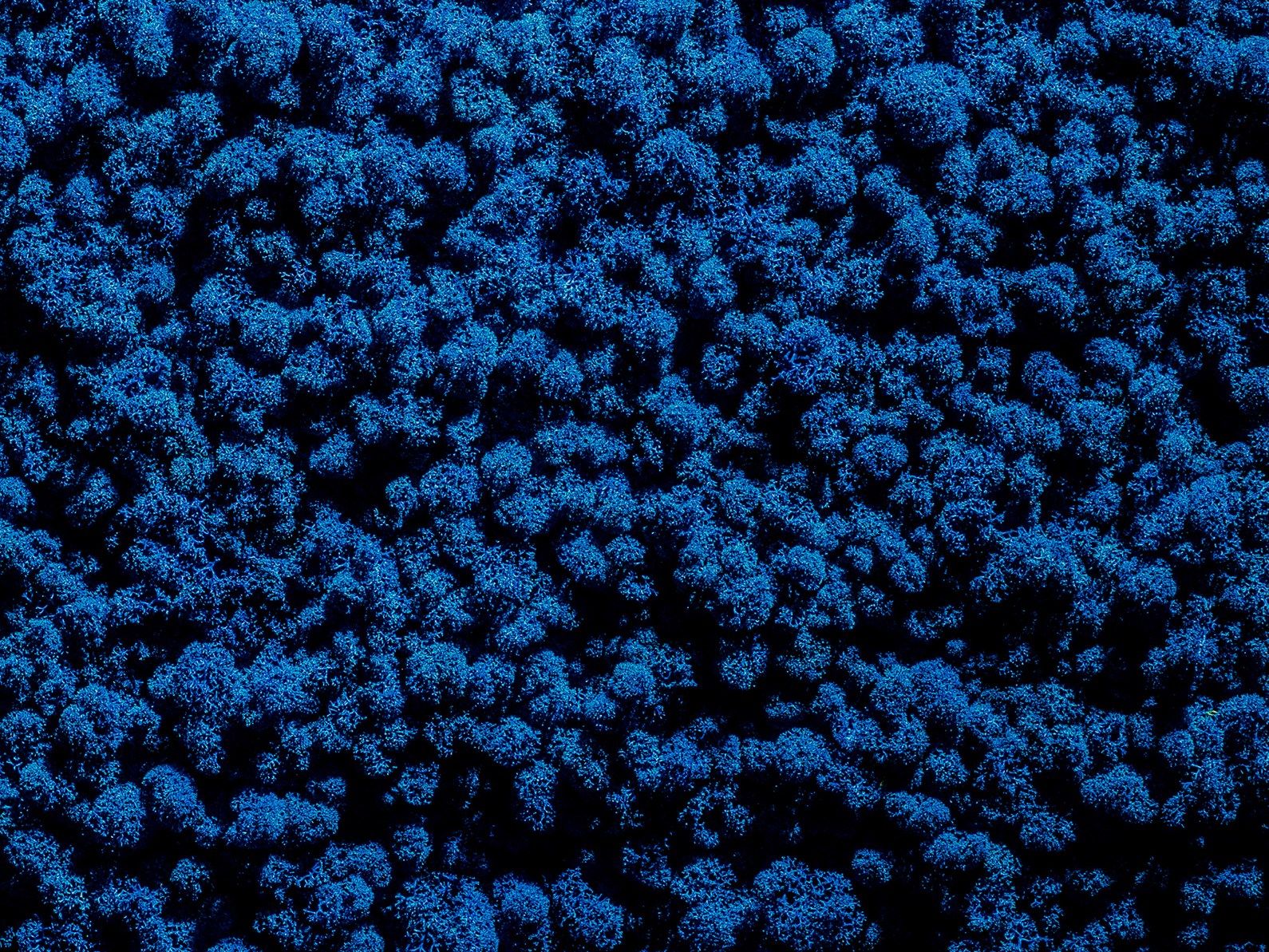 Растительная стена из мха Freund GmbH зеленый ARCH-00125792 - Вид №12