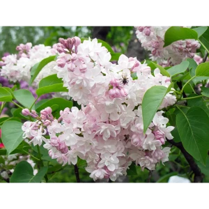 Сирень Красавица Москвы ø19 см h40-60 см 85087638 STLM-2015838