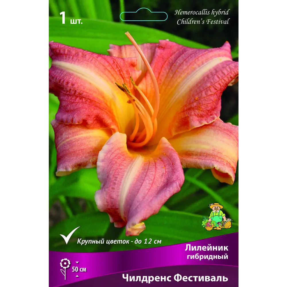 Лилейник гибридный Чилдренс фестиваль луковица I 88295014 STLM-2044362 Santreyd 