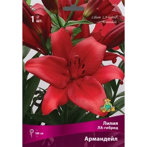 Santreyd Лилии ЛА-гибриды Армандейл - оранжевые многолетники для сада 83597412