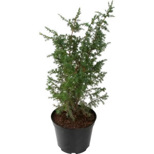 Можжевельник обыкновенный 22x80 см