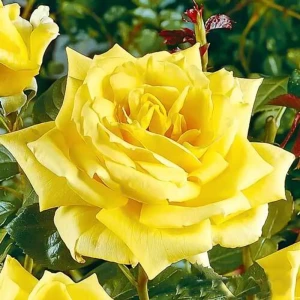 Роза чайно-гибридная Ландорра ø15 h30 см 85589140 STLM-2145786
