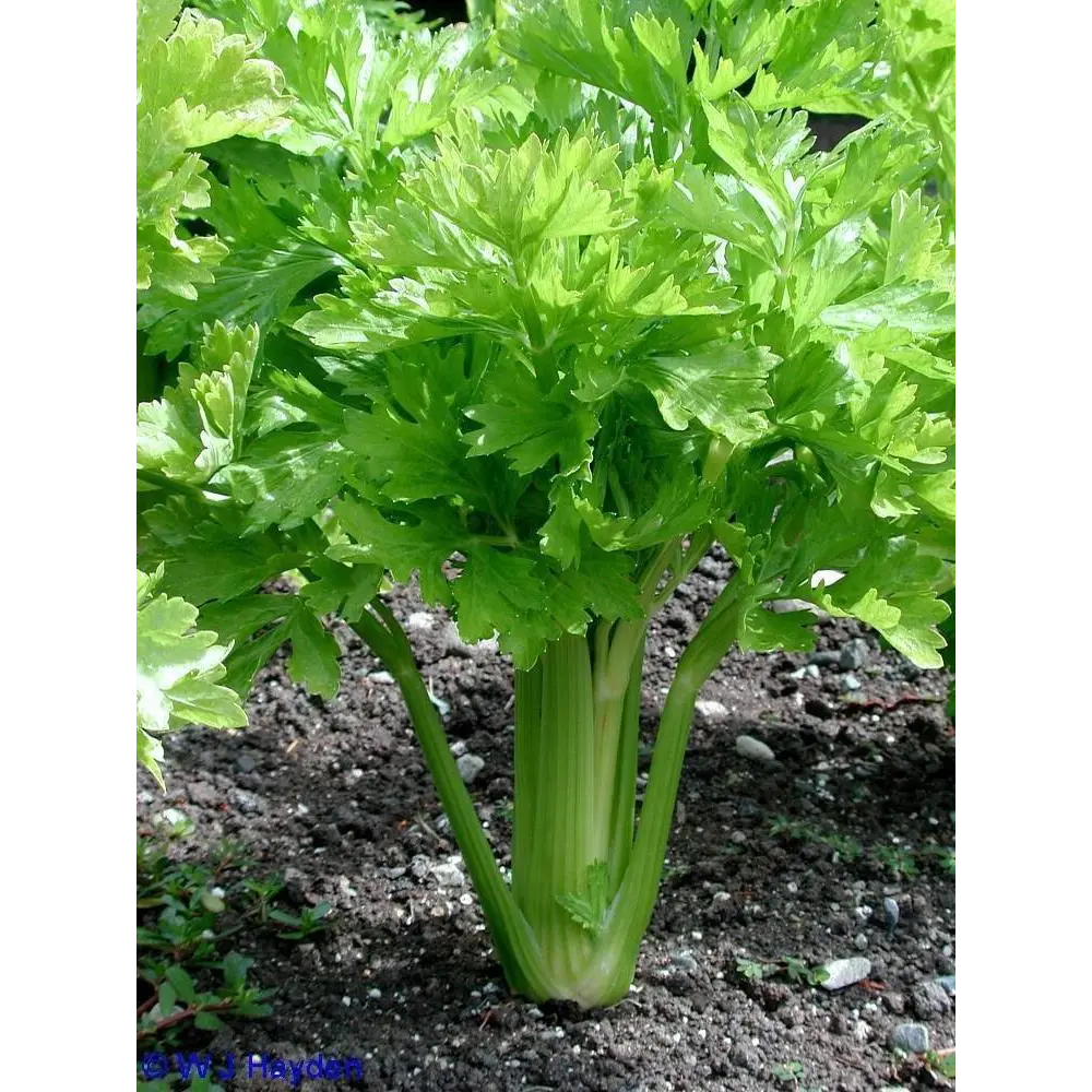 Сельдерей в кассете, 6 шт Santreyd STLM-2040712