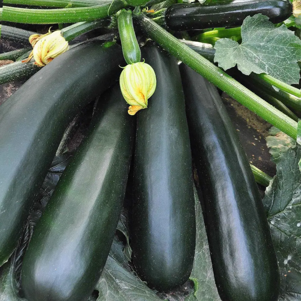 Семена Кабачок «Чёрный красавец» Santreyd STLM-2172399