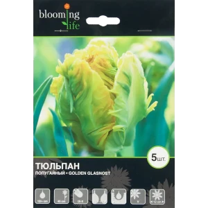 Тюльпан Голден Гласность 12/+, 5 шт 17977563 STLM-2203551