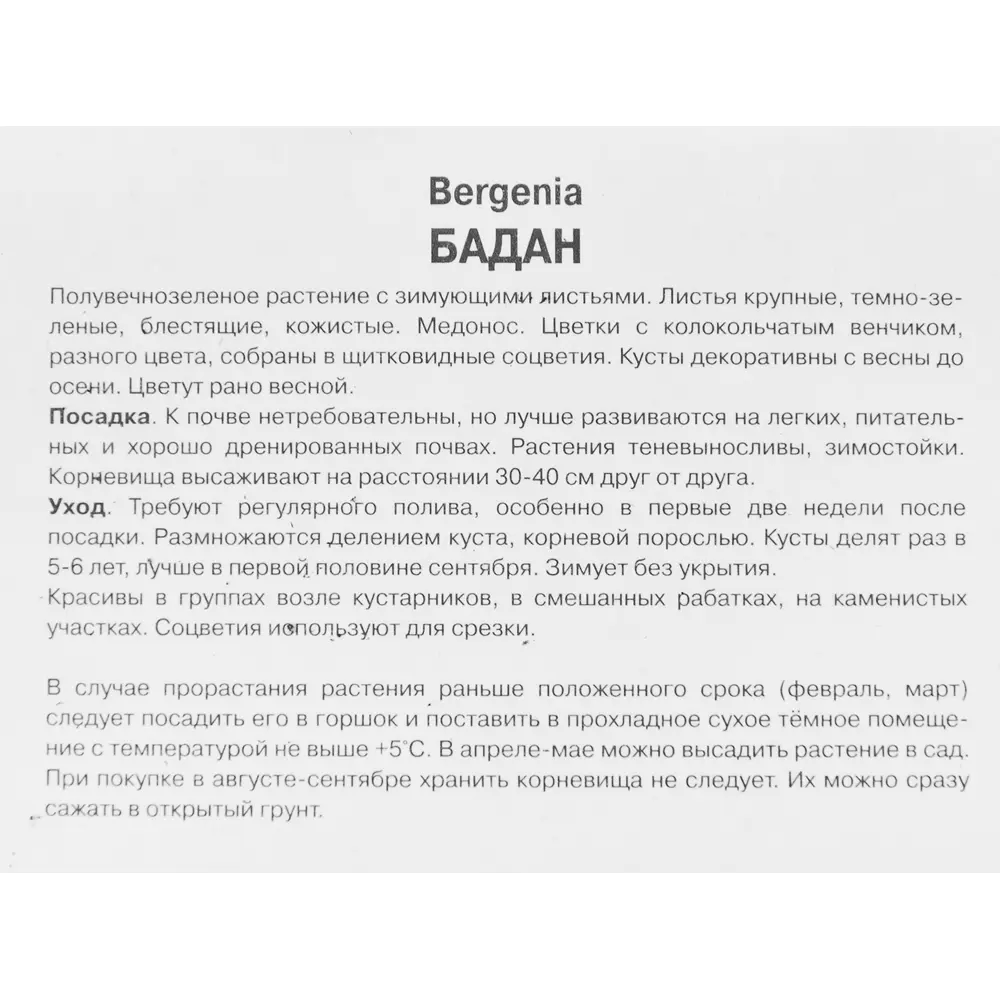 Бадан сердцелистный ПОИСК STLM-2199509 - Вид №2