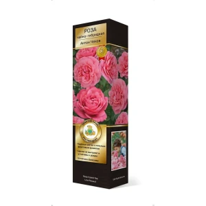 Роза мейян Антон Чехов h37 см 83786630 STLM-2019951