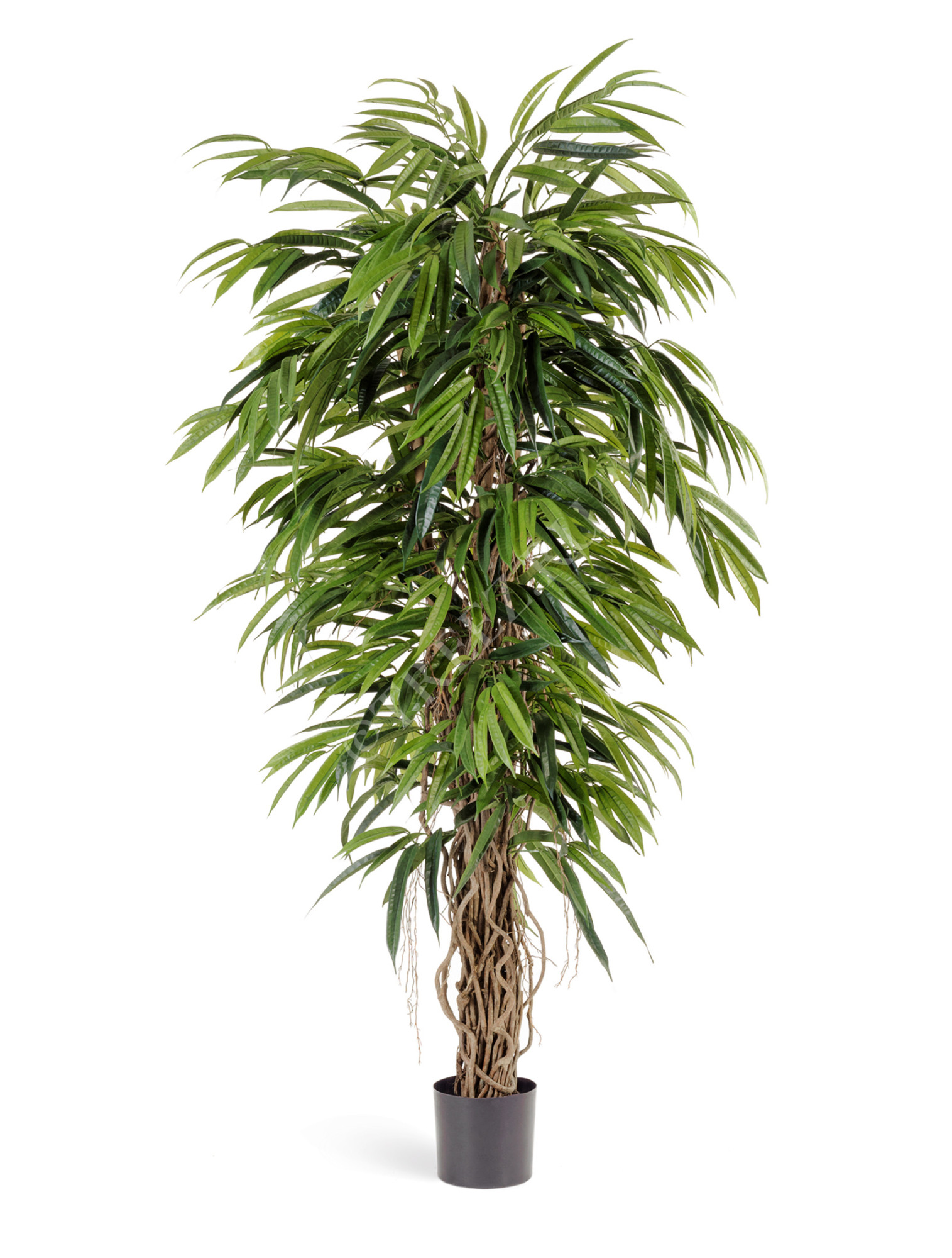 10.48205N Лонгифолия лиана де люкс Цветочная коллекция 