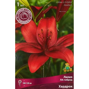 Лилия ЛА-гибрид Хардрок 1 шт. 83588547 STLM-2029365