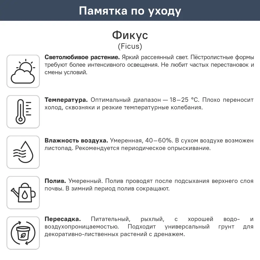 Фикус Моклейм ø21 h100 см 89412082 STLM-2121242 Santreyd  - Вид №1