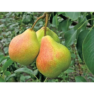 Груша Памяти Яковлева 9x60 см 83539266 STLM-2005873