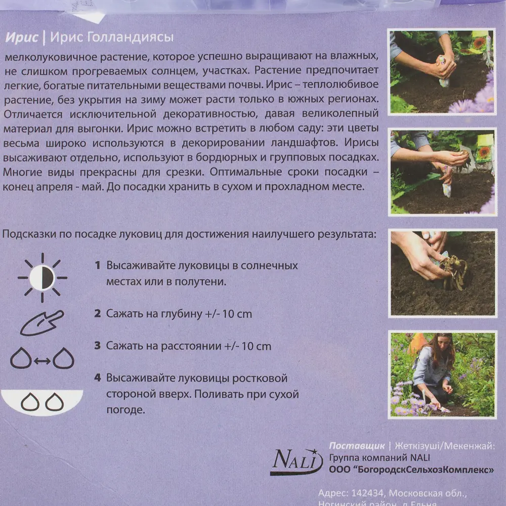 Ирис «Сапфир Бьюти» 6/7 (SAPPHIRE BEAUTY) Santreyd STLM-2072919 - Вид №2